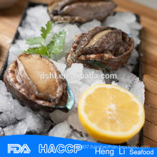 HL009 Frozen abalone meat wholesale